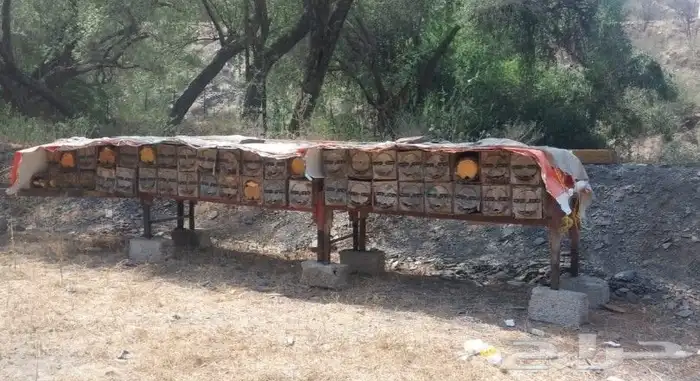 نحل للبيع قوي ويشه 0