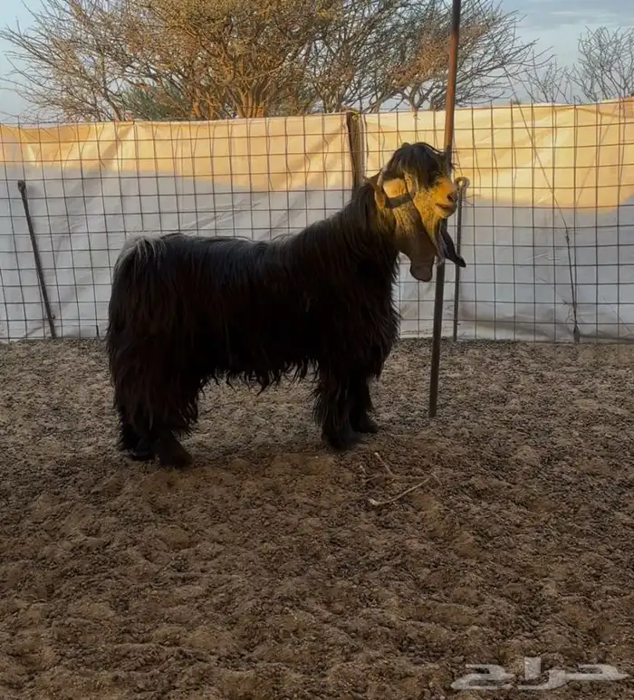 تيس عارضي مشروط 2