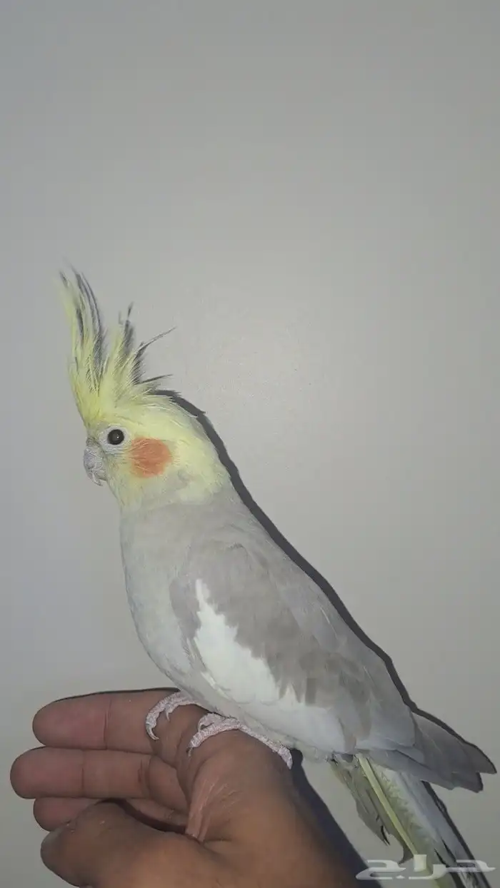 زوج كروان اليف متكلم 0