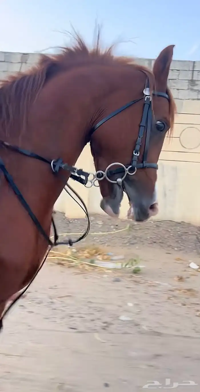 حصان شيخخ 4