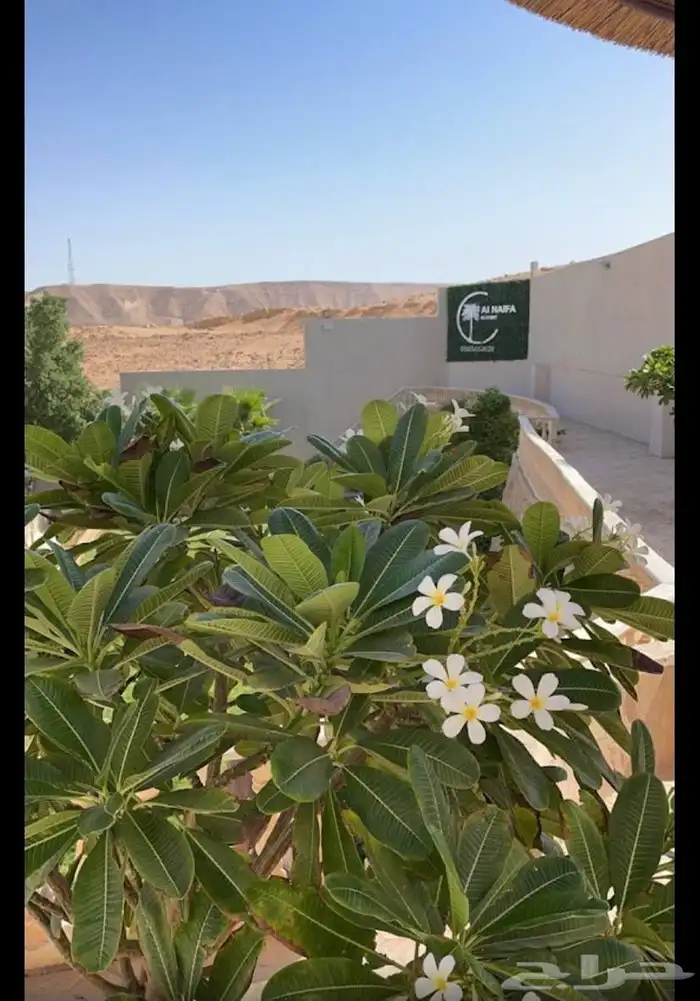 منتجع في العمارية للايجار مساحتة 4300متر 32