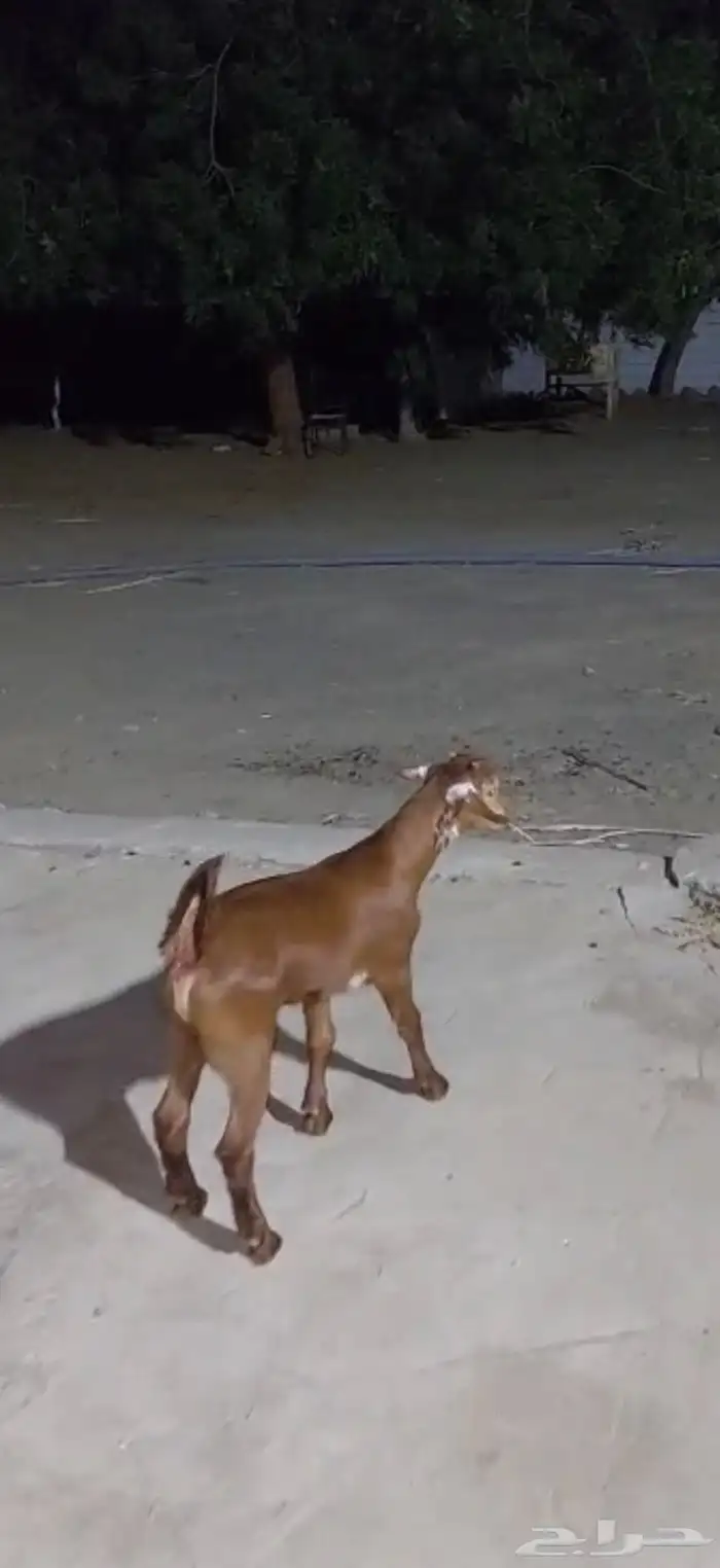 تيس عمر شهر 0