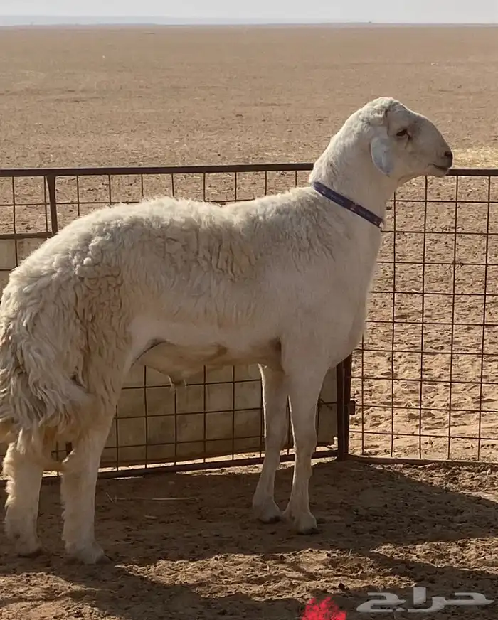 خروف حري صنف رباع مشروط 0