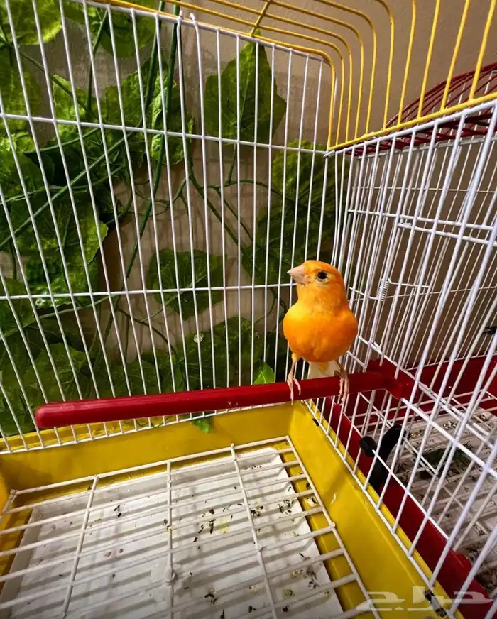 كناري تغريد 3