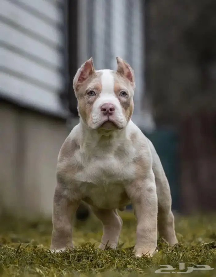 متوفر جرو للبيع امريكان بولي ولد 4