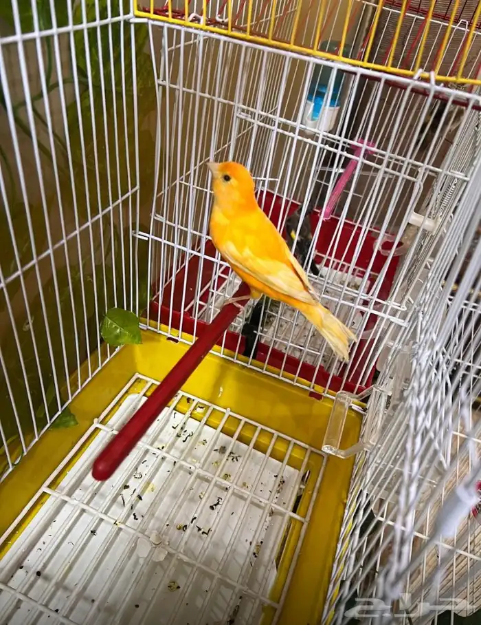 كناري تغريد 1