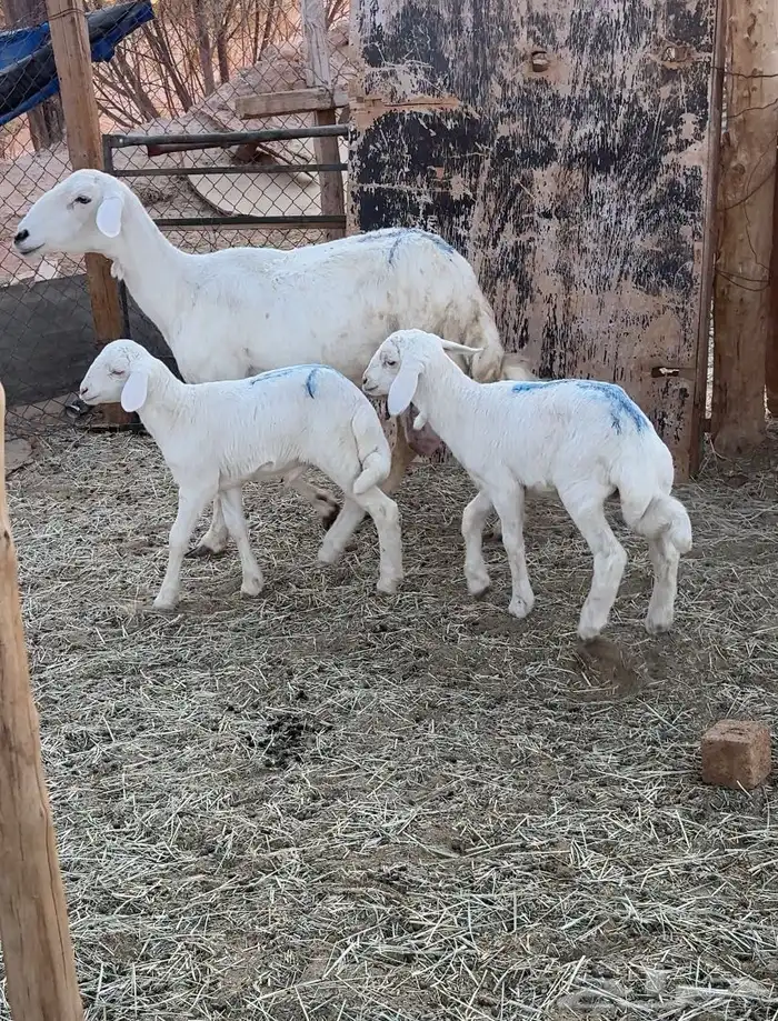 شاه حريه تحتها2 0