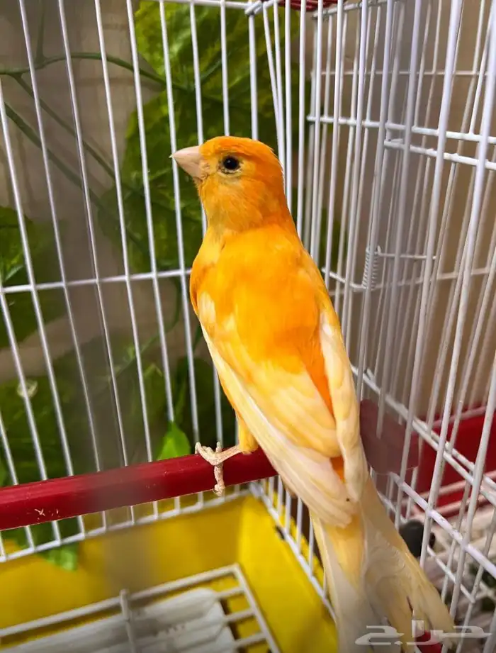 كناري تغريد 2