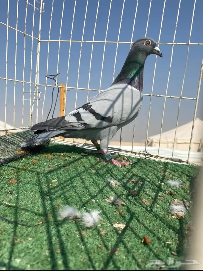 حمام زاجل سباق نوادر 3