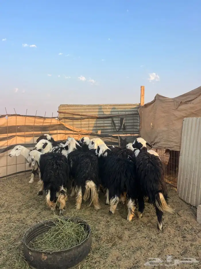 لبيع حيل نجد طيبه 2