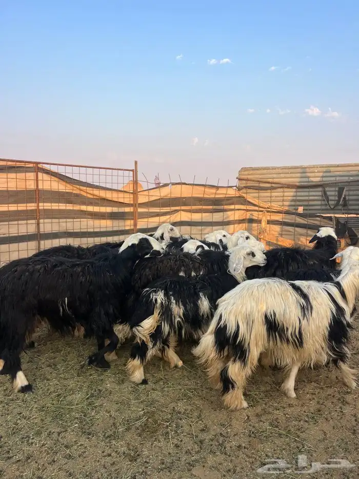 لبيع حيل نجد طيبه 3