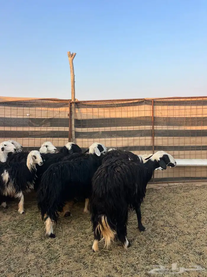 لبيع حيل نجد طيبه 0