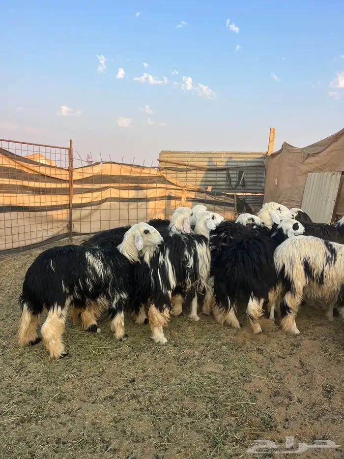 لبيع حيل نجد طيبه 1