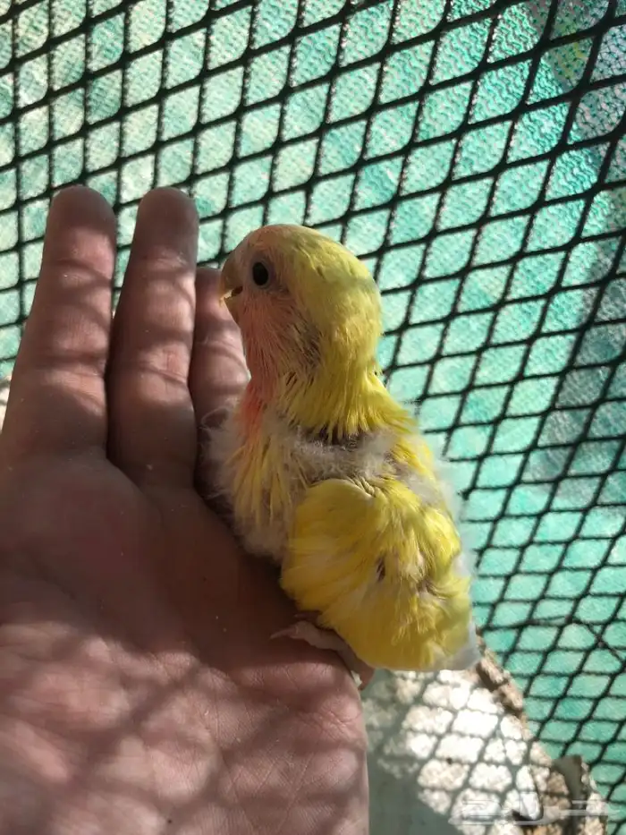 فرخ روز غر 5