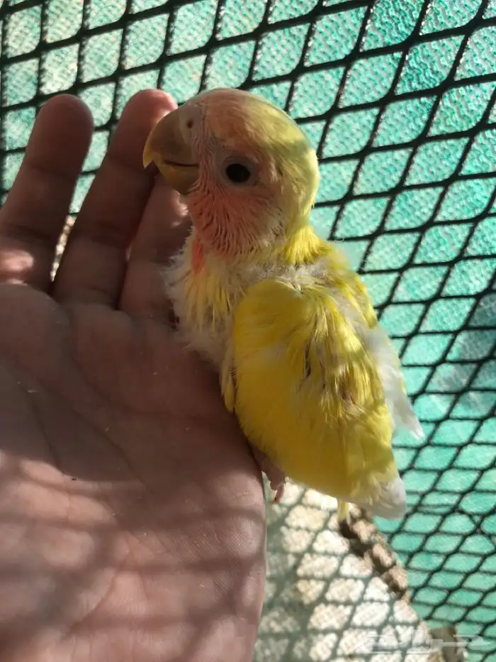 فرخ روز غر 4