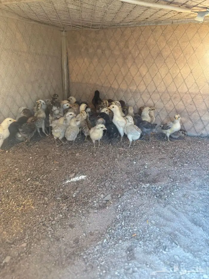 صوص فيومي وبلدي 4