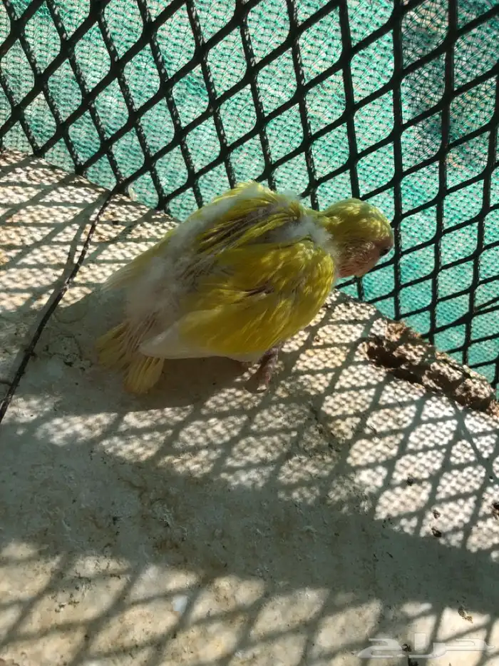 فرخ روز غر 2