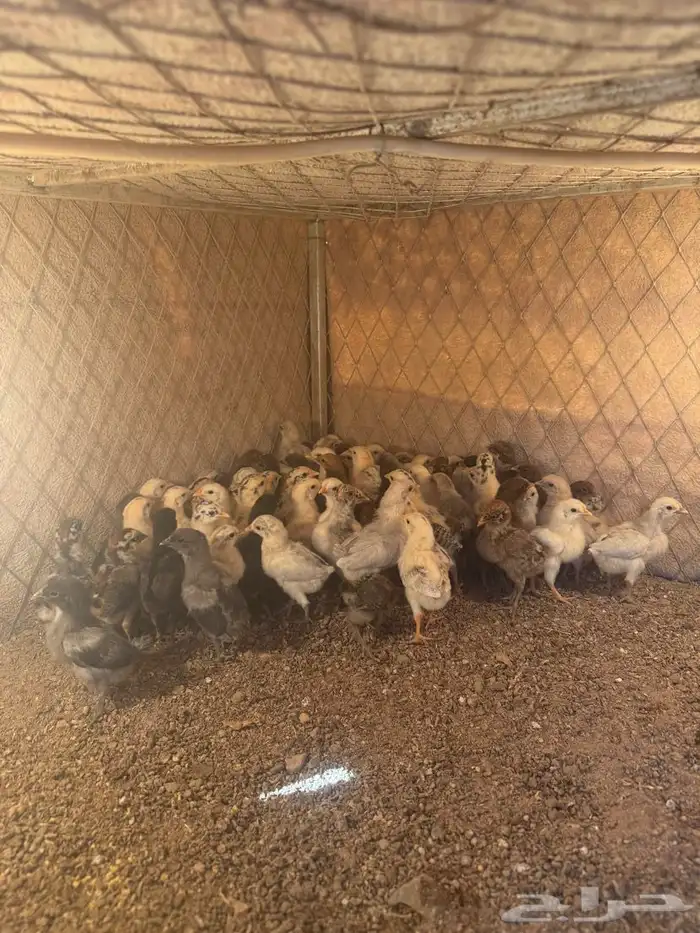 صوص فيومي وبلدي 5