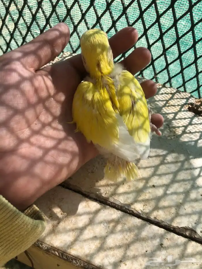 فرخ روز غر 0