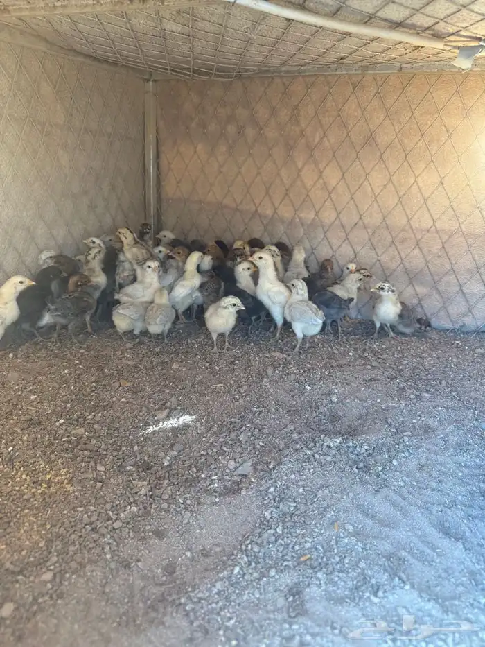 صوص فيومي وبلدي 0