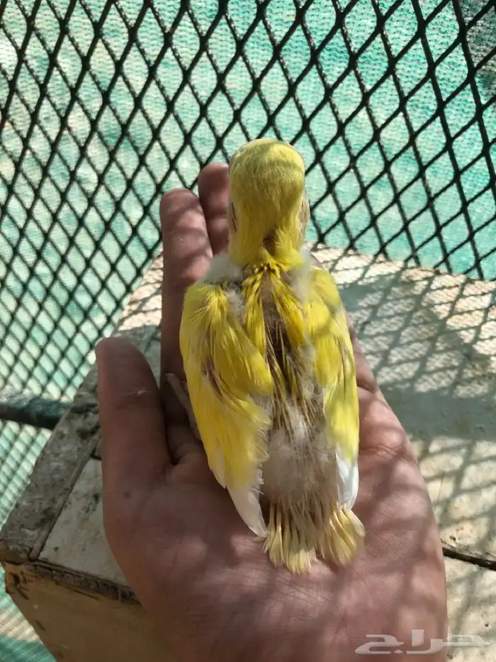 فرخ روز غر 6