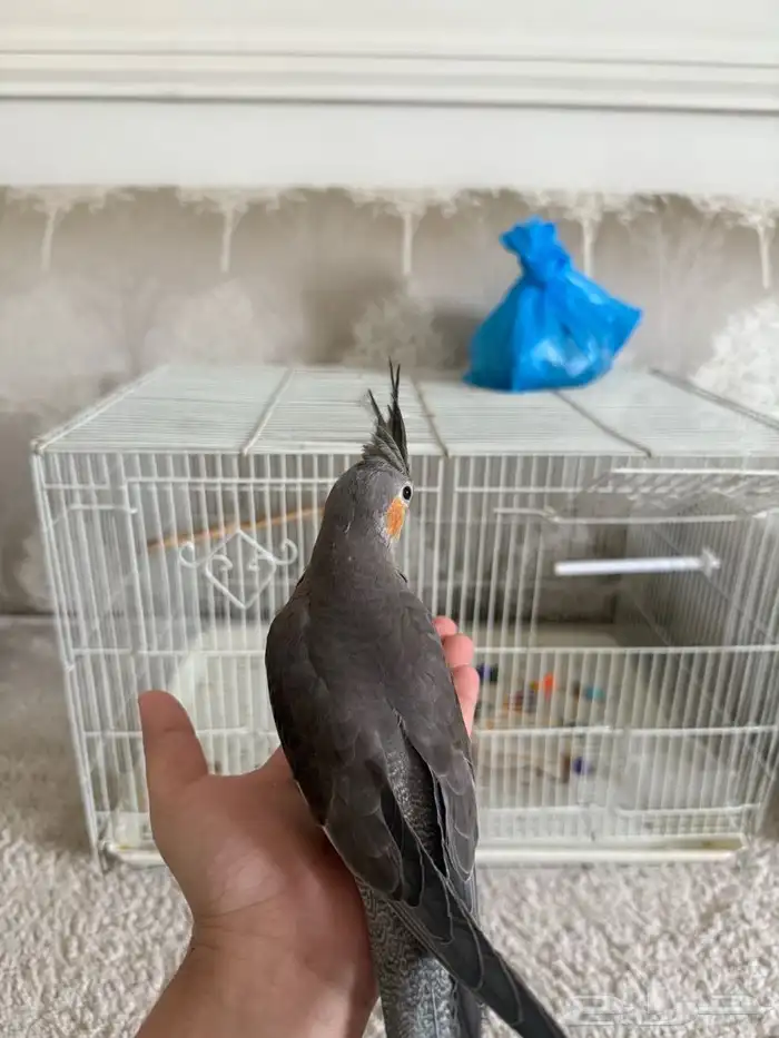 كروان أليف هدد 4