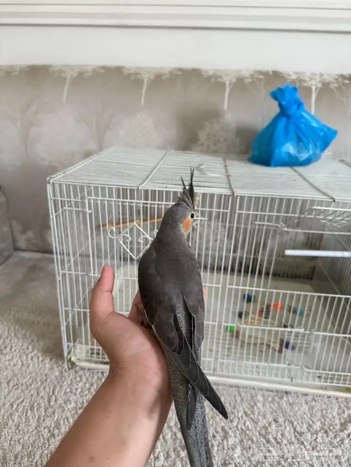 كروان أليف هدد 0