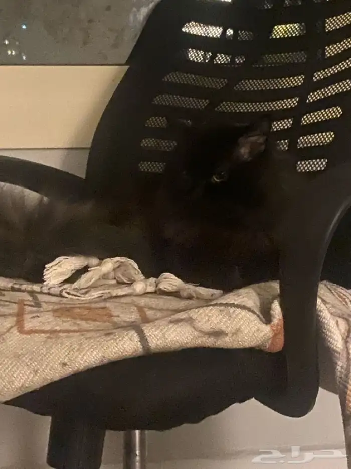 بسه لتبني هملايا وشيرازي 0