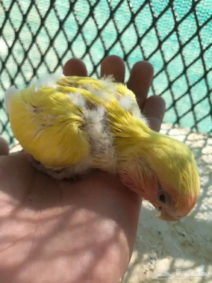 فرخ روز غر 3