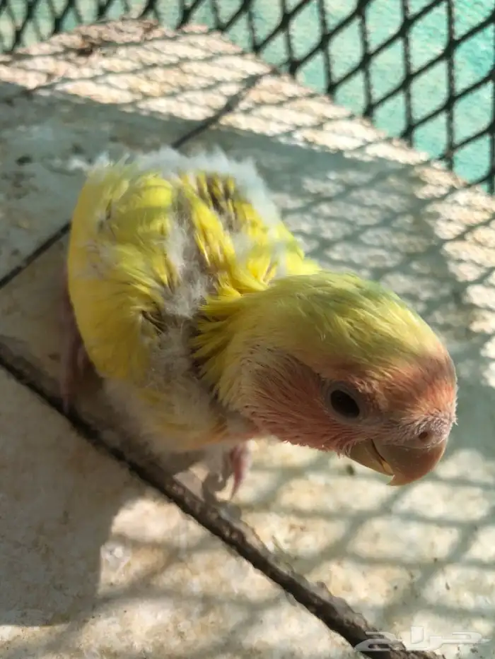 فرخ روز غر 1