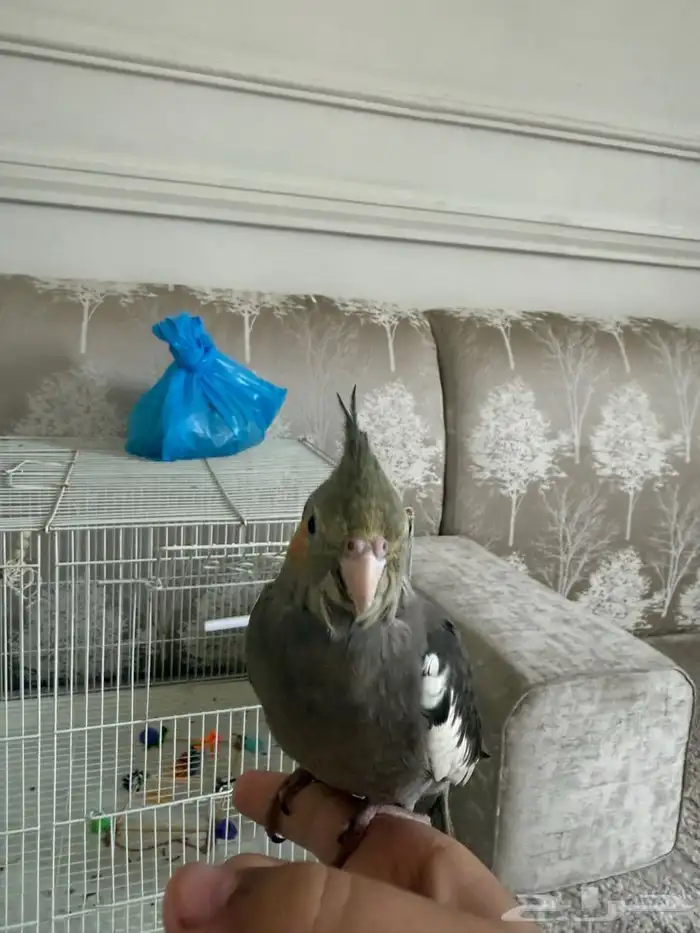 كروان أليف هدد 2