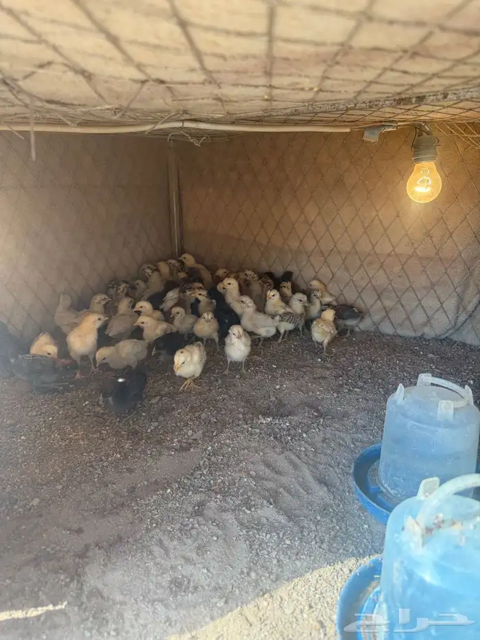 صوص فيومي وبلدي 6