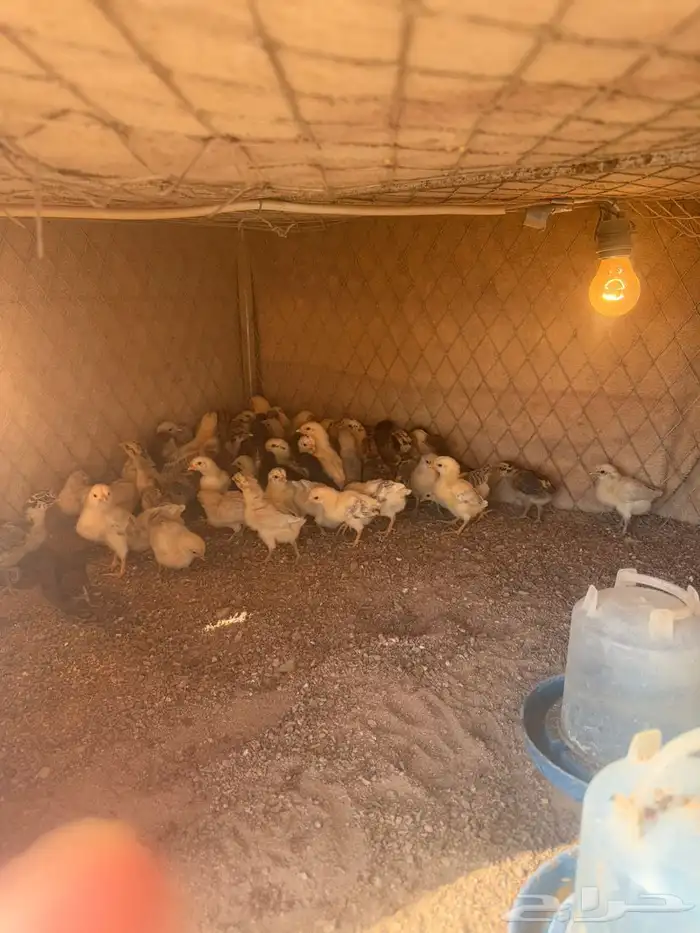 صوص فيومي وبلدي 1