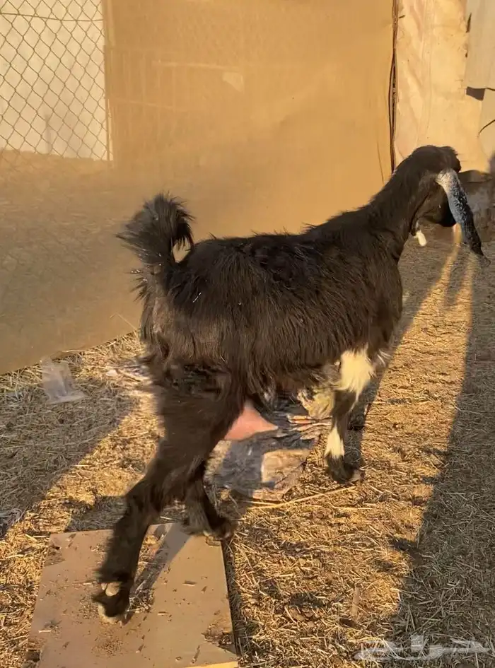 عنز لبن شرط 0