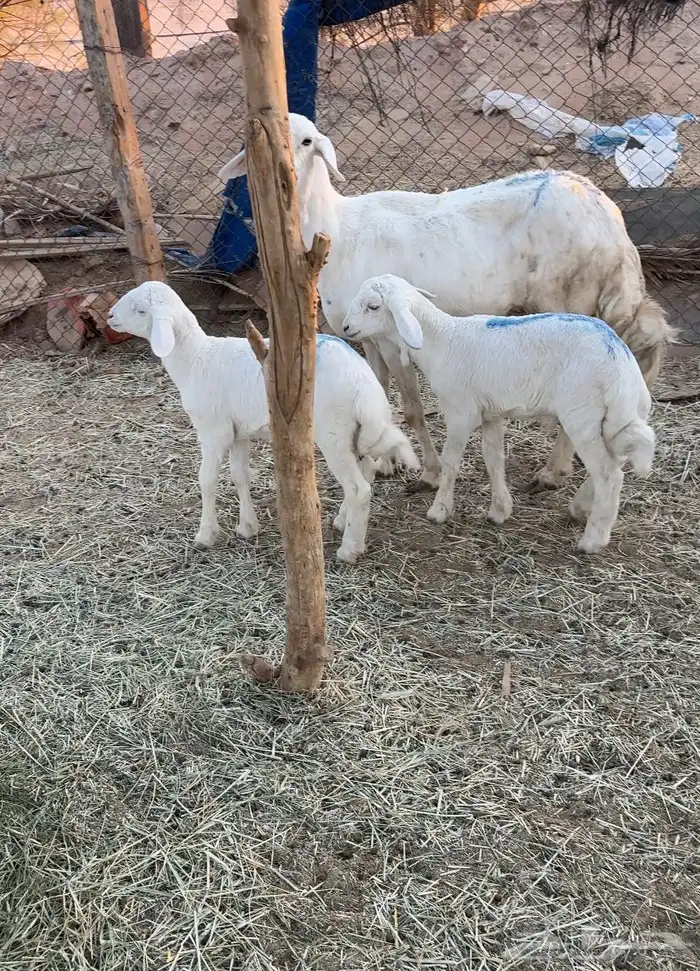 شاه حريه تحتها2 1