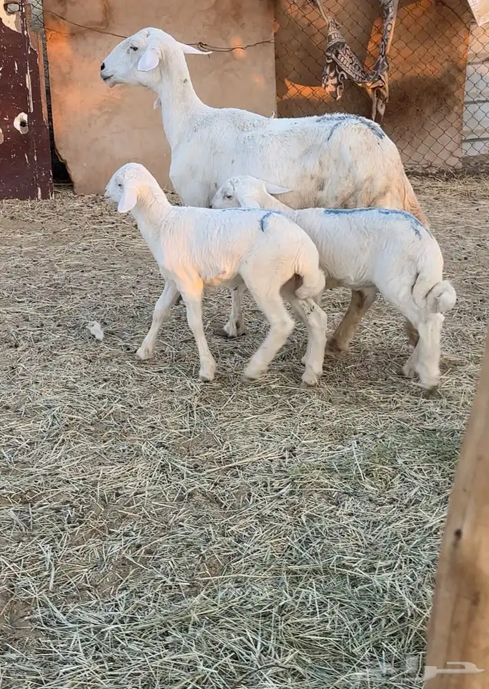 شاه حريه تحتها2 2