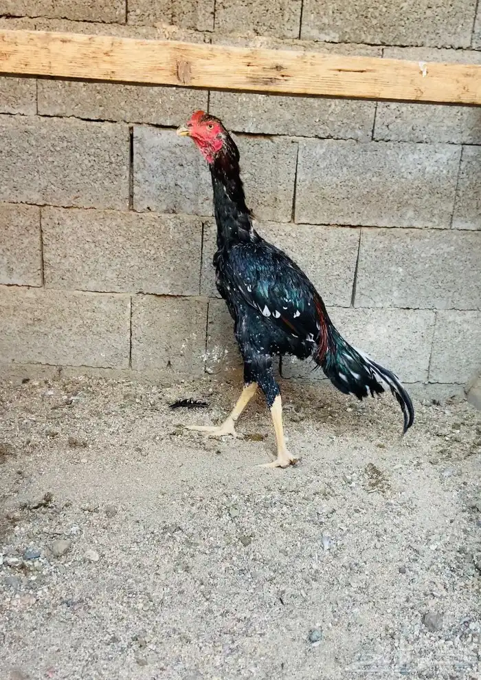 ديك سندي نسل عم غبشان 0