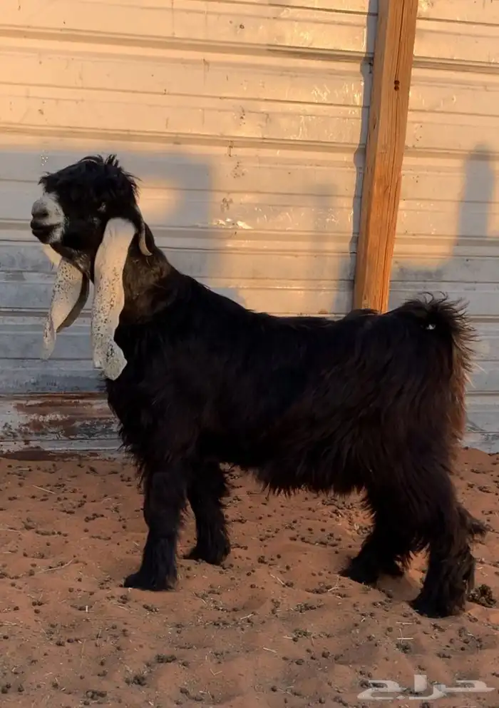 جذع عارضي كفوو للبيع 0