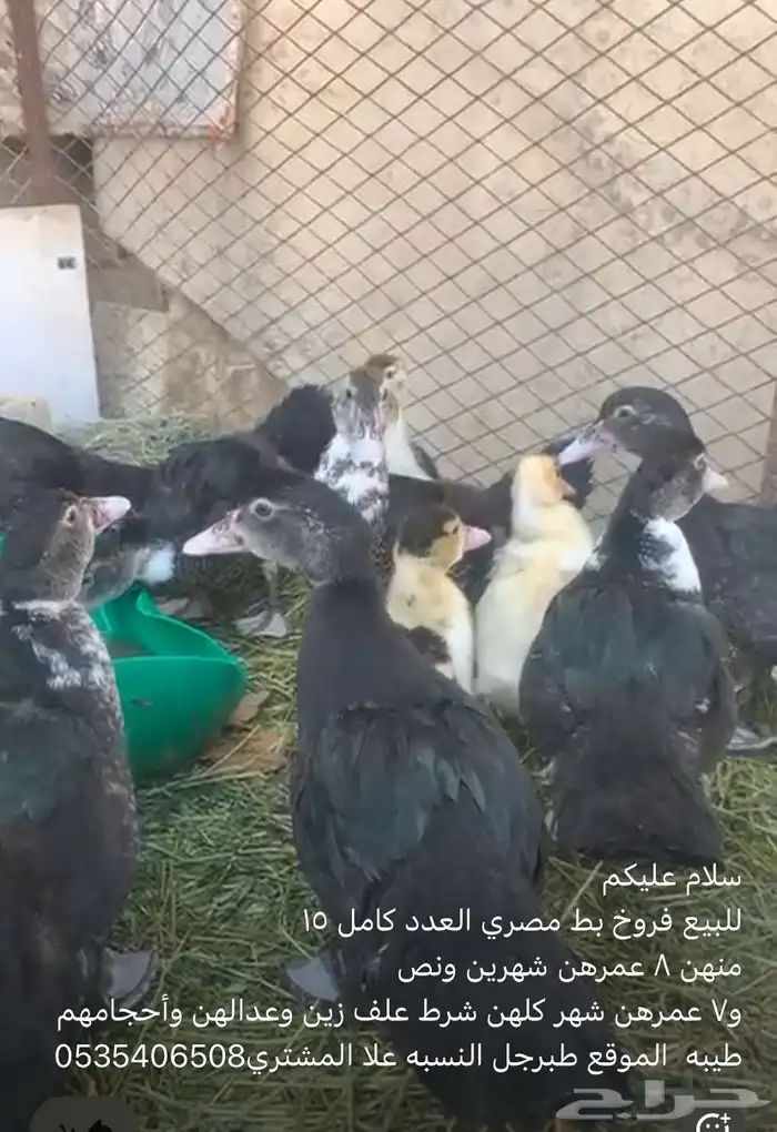 فروخ بط مصري حجم جانبو 0