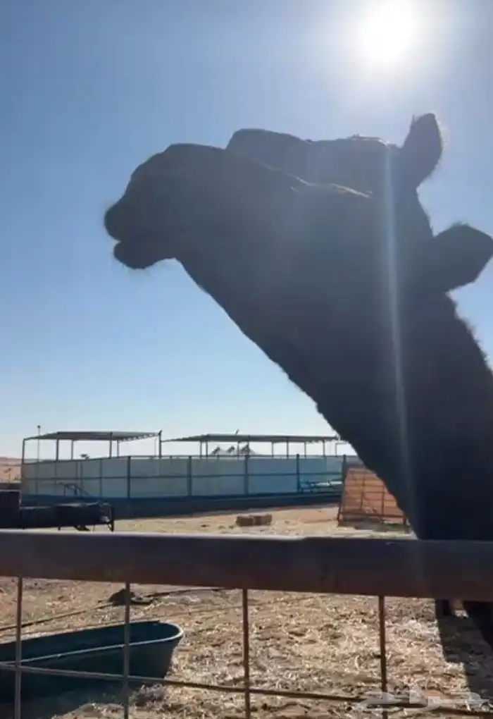 مفروده للبيع 1