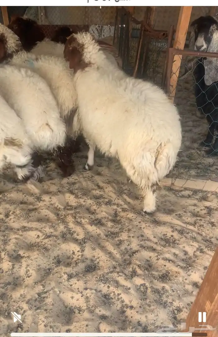 هرافا نعيم بلدي 1 خروف و5 رخال 1