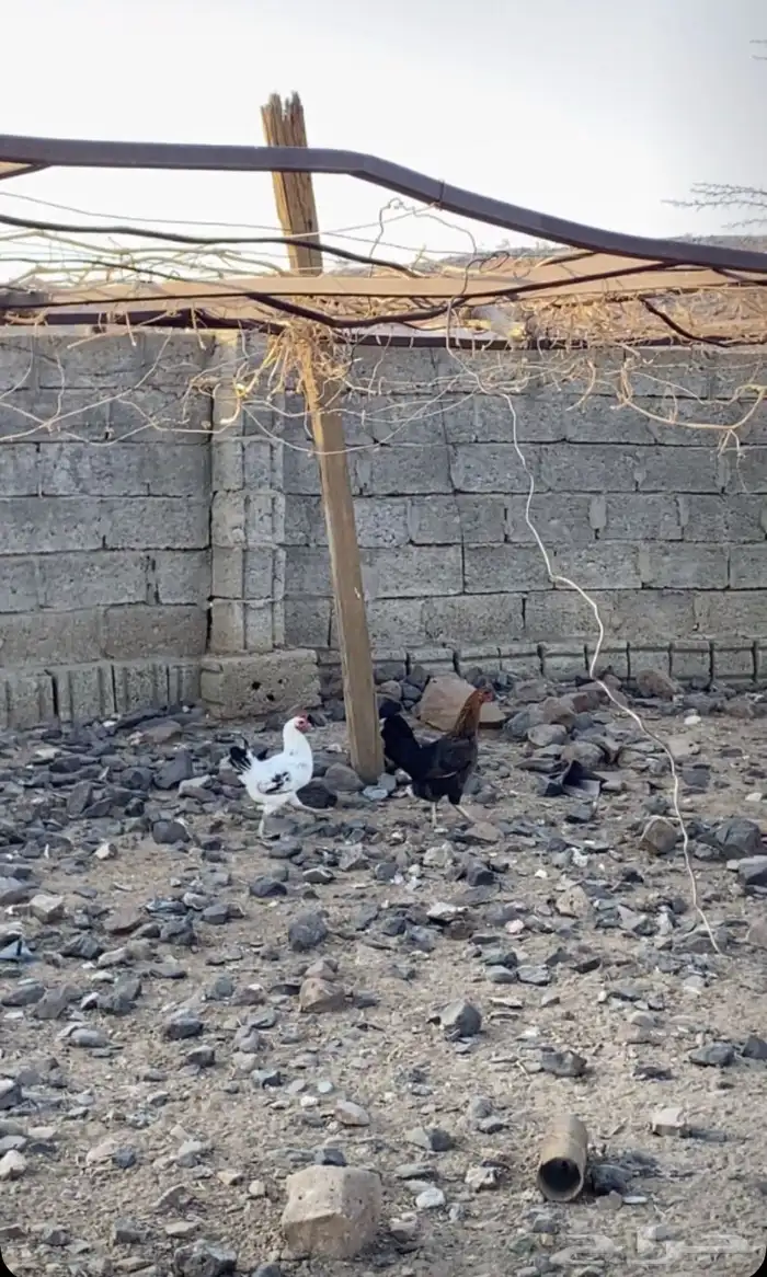 دجاج بلدي اصيل 1