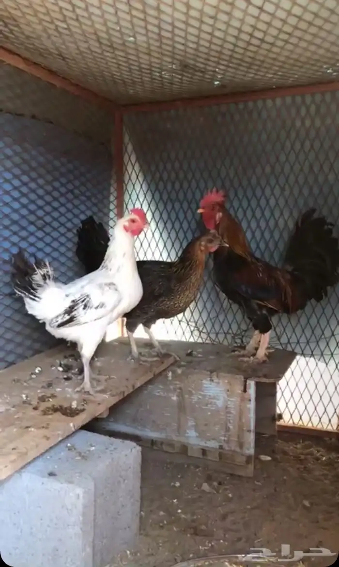 دجاج بلدي اصيل 0