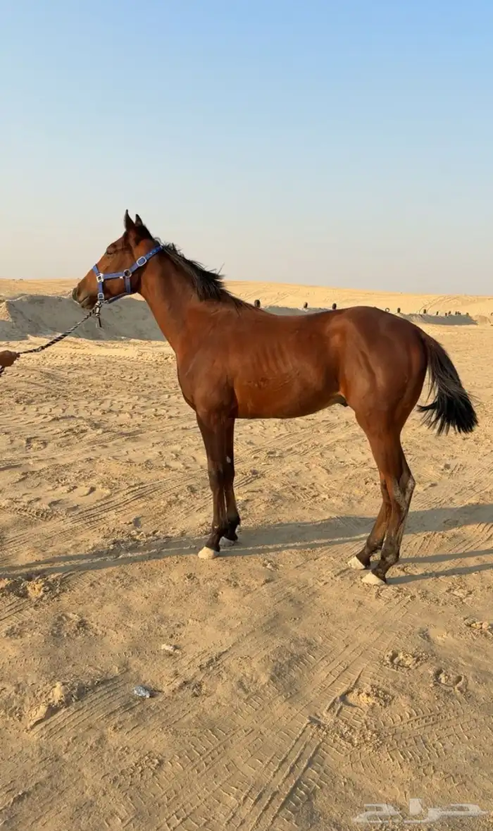 مهر سرعه كفو 4