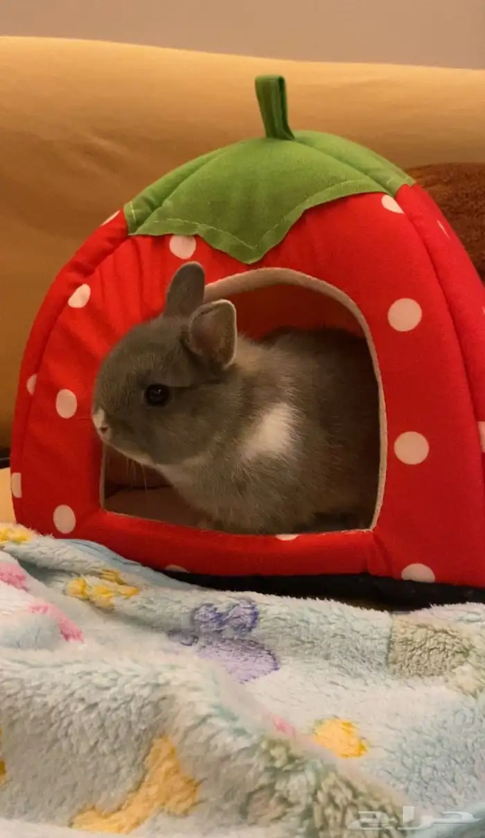 ارنب قزم للبيع بجميع كملياته 0