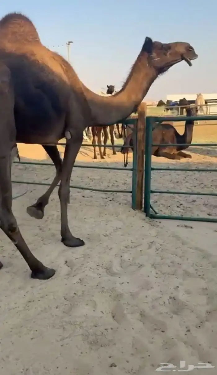 ضرايب كفو مجاهيم 0