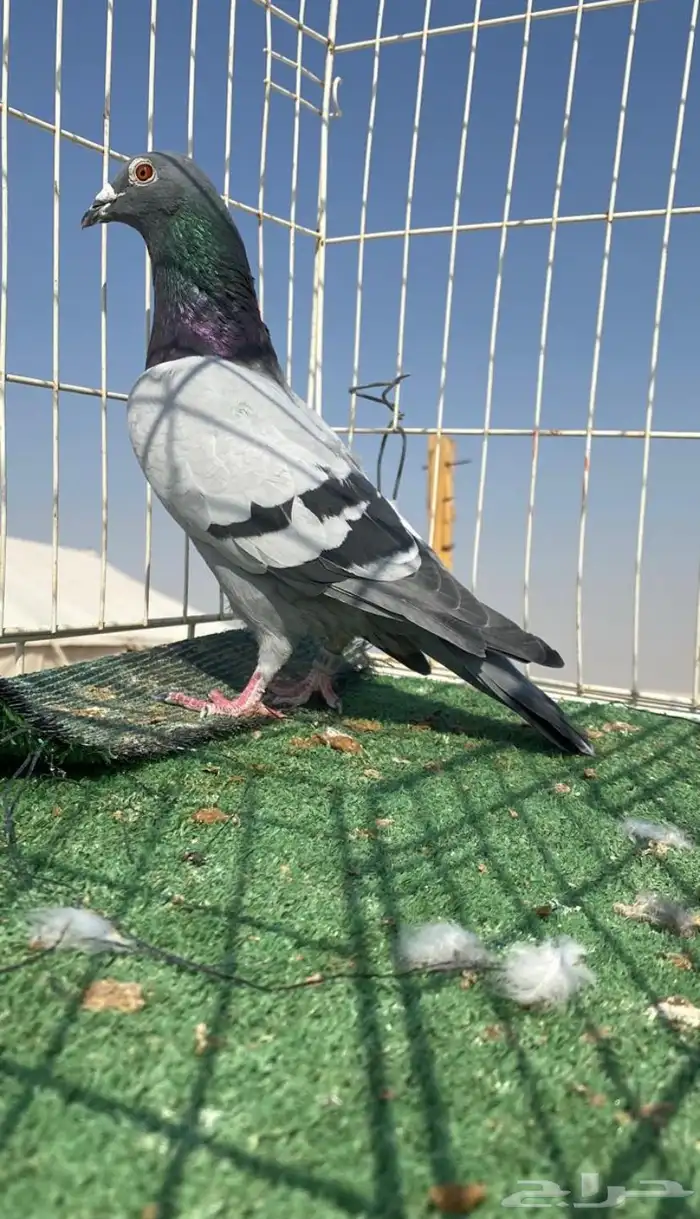 حمام زاجل سباق نوادر 6