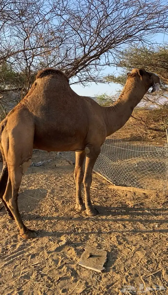 بعير فحل ساحلي 5