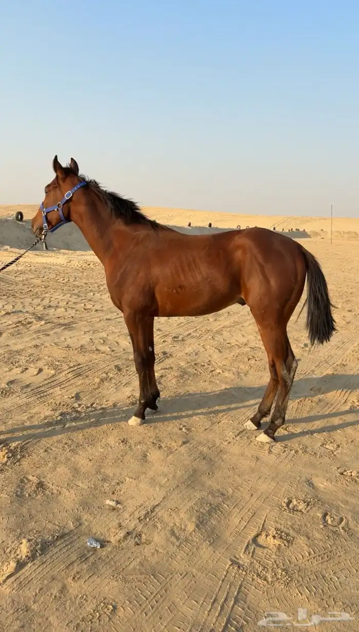 مهر سرعه كفو 0