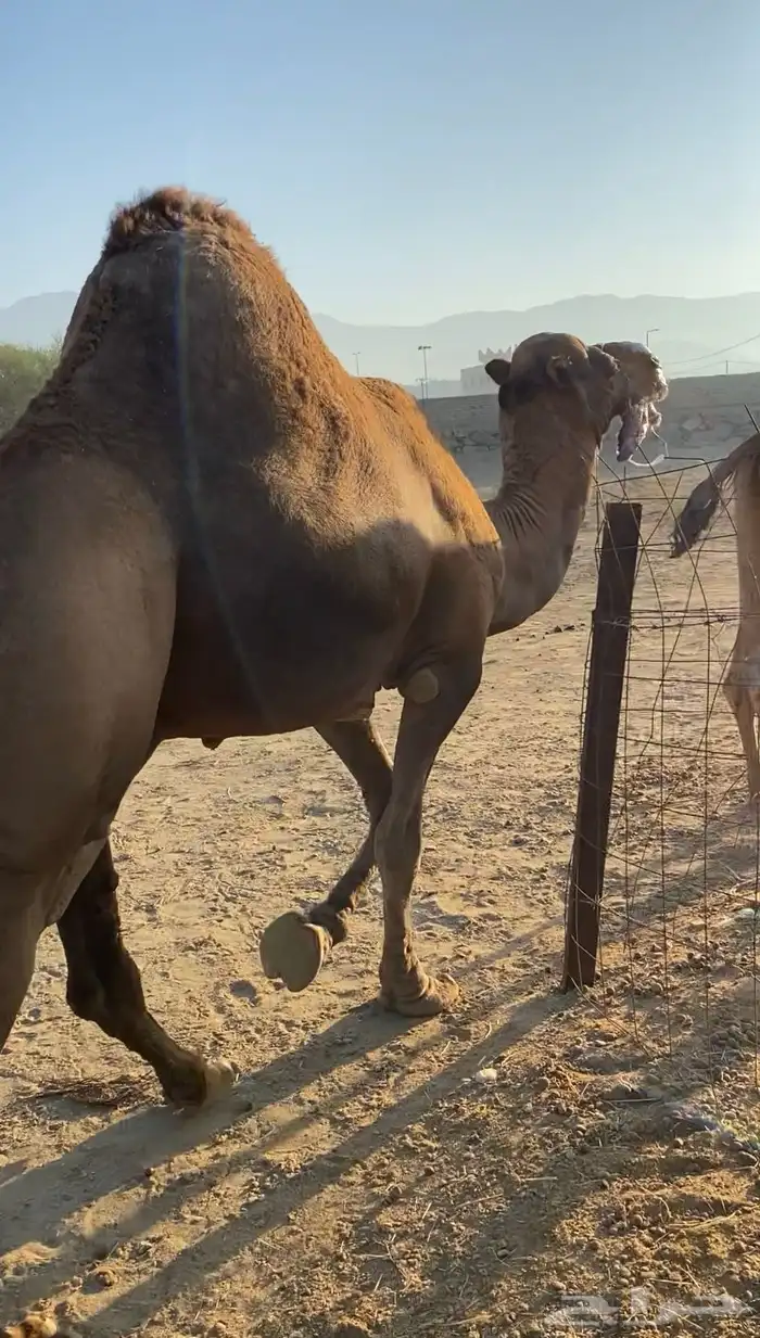 بعير فحل ساحلي 6